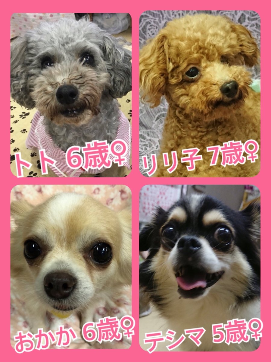 🐾今日の里親様募集中ワンコ🐶メンバーです🐾2018,9,14